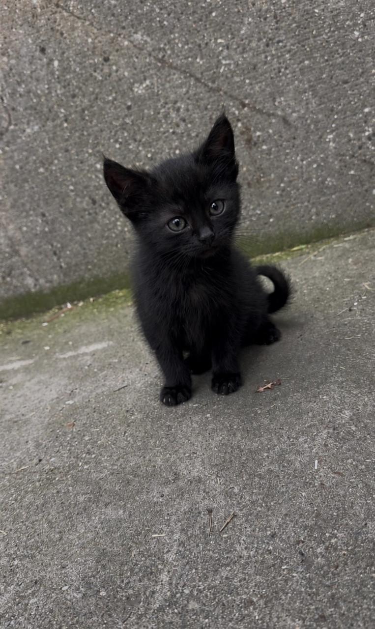 1 lieve kitten (katertje) is nog opzoek naar een huisje🐾 (gereserveerd)