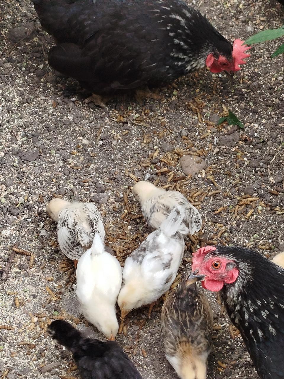Kuikens