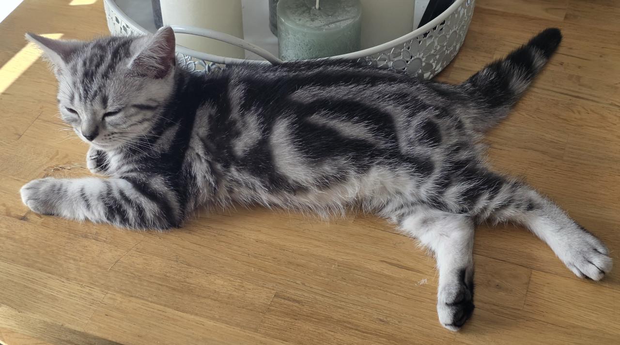 Brits korthaar kitten (Whiskas)