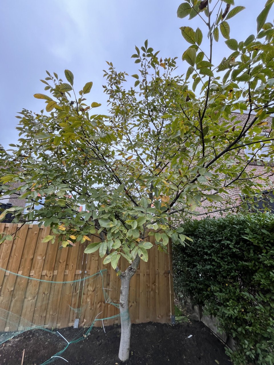Volgroeiende Walnotenboom