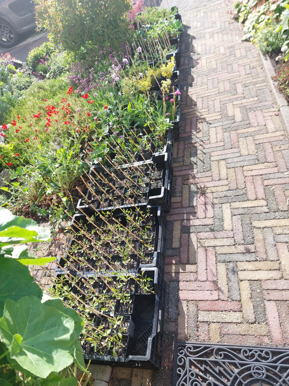 Tomatenplanten SIERTUIN en MOESTUIN PLANTEN BIJ DE VOORDEUR