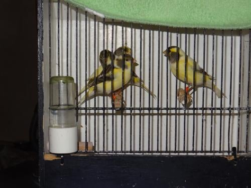Te koop enkele zeer mooie bonte man zang kanaries ,beginnen te zingen
