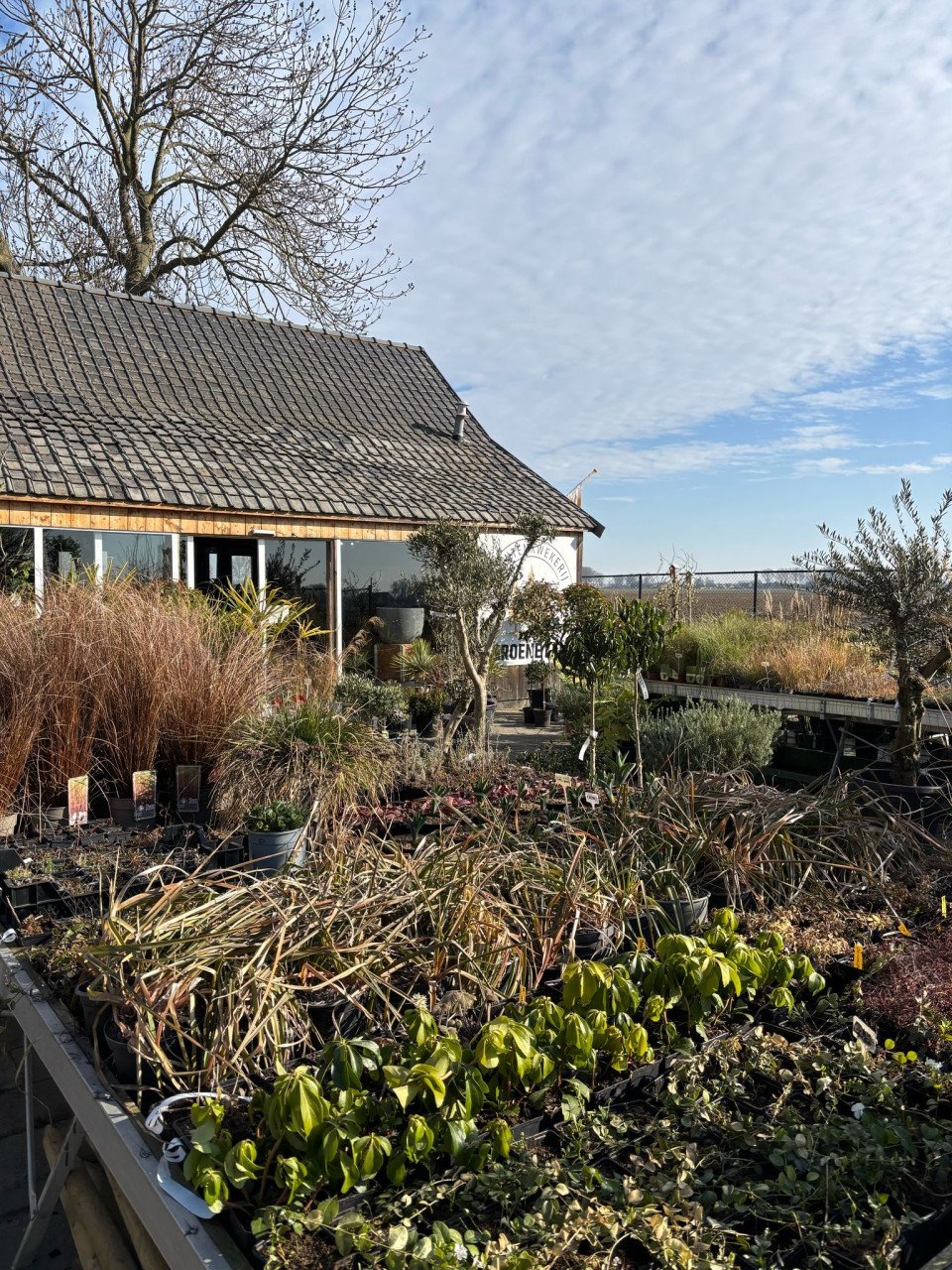 PLANTENKWEKERIJ ‘t GROENE LAND