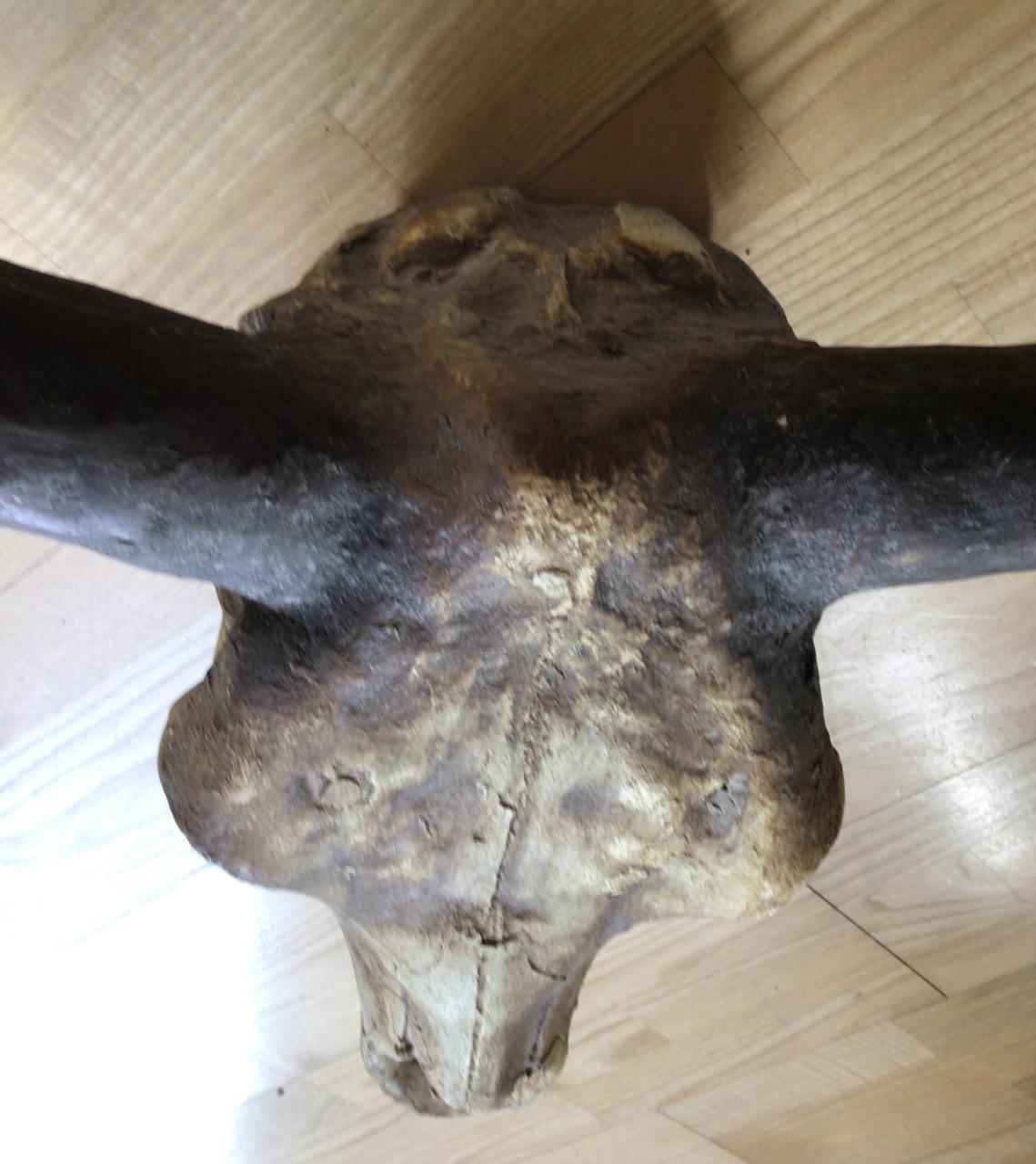 Wanddecoratie van schedel van waterbuffel