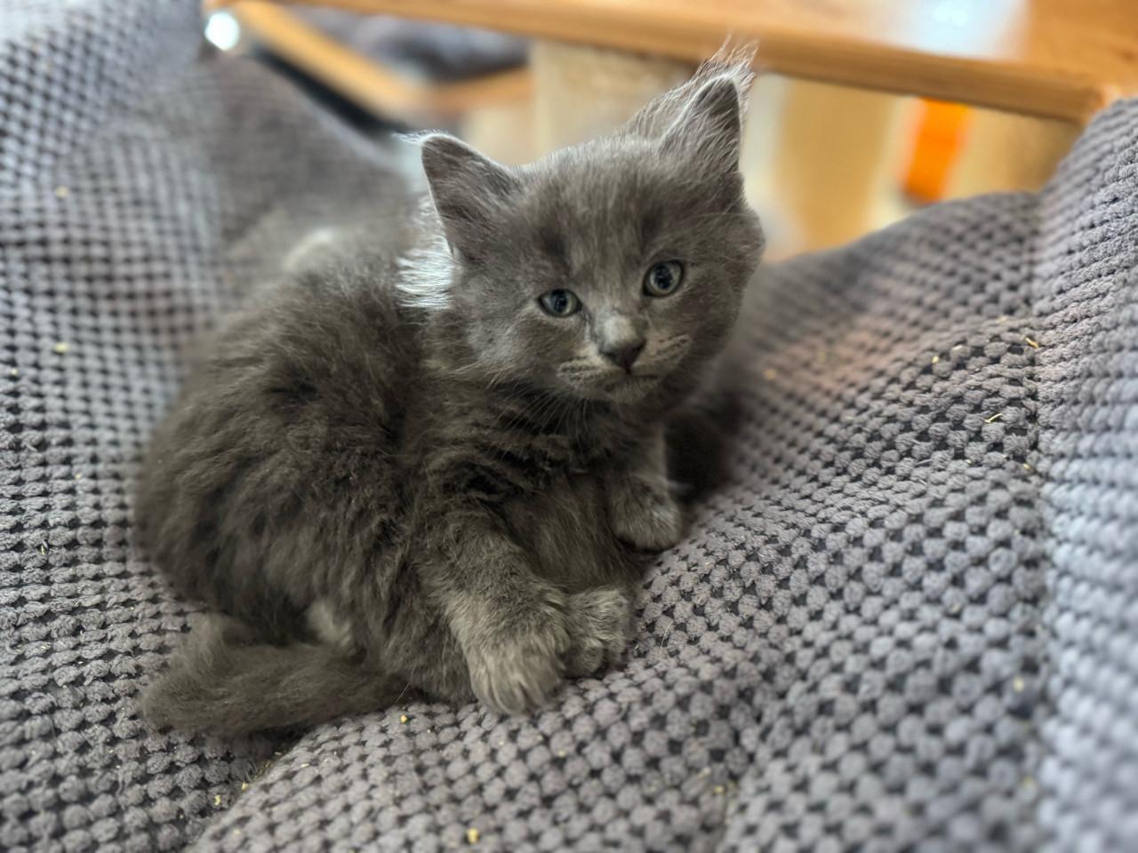 Heel aanhankelijk Ragdoll x Nebelung katertje