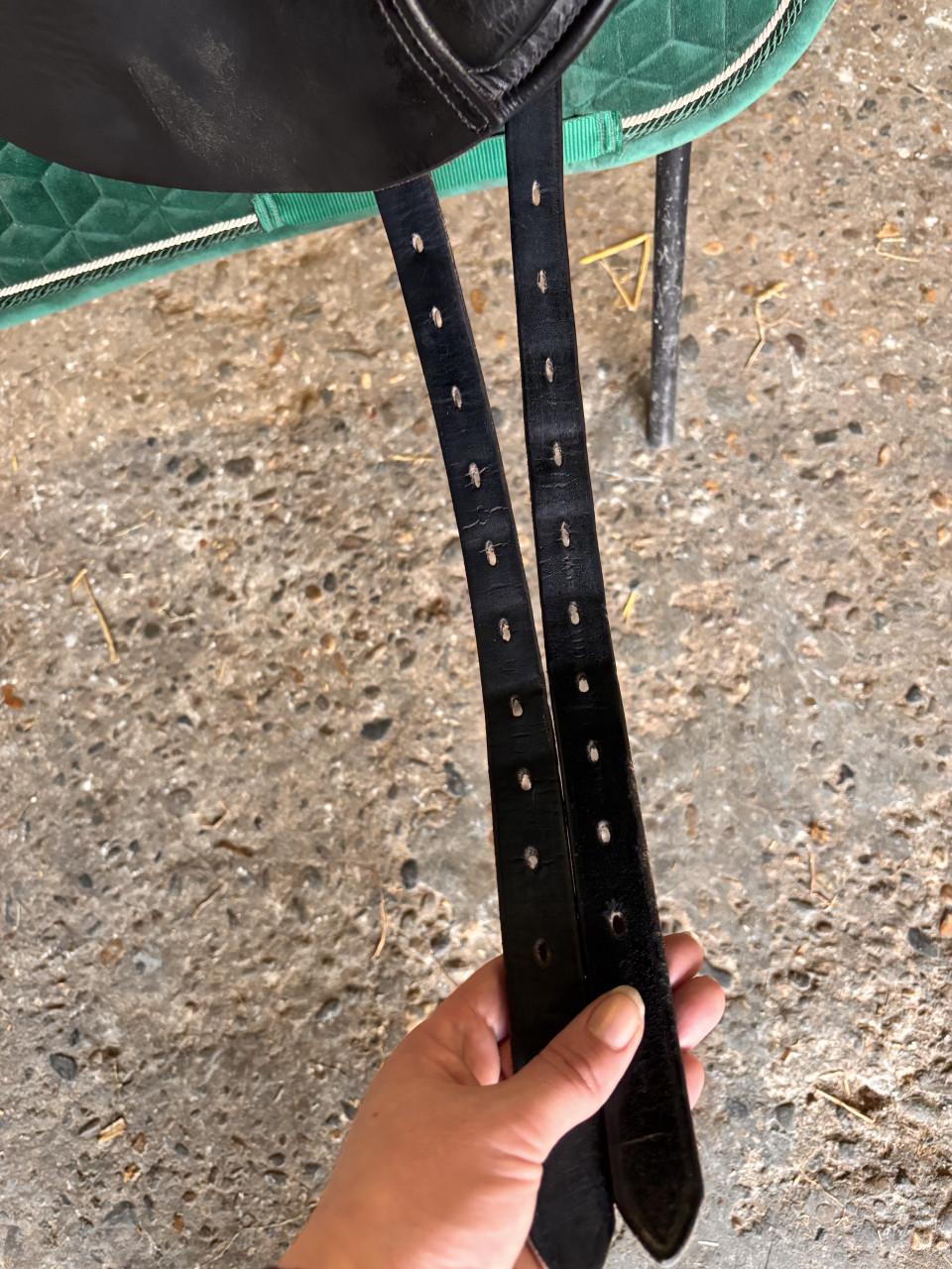 Anatomica Cygnus dressuurzadal