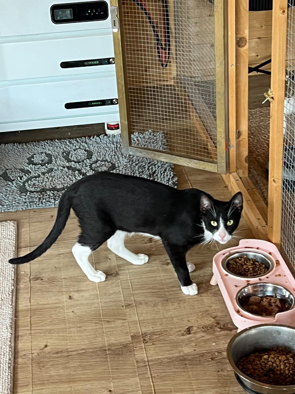 Deze 3 schatjes zoeken een heel lief baasje!