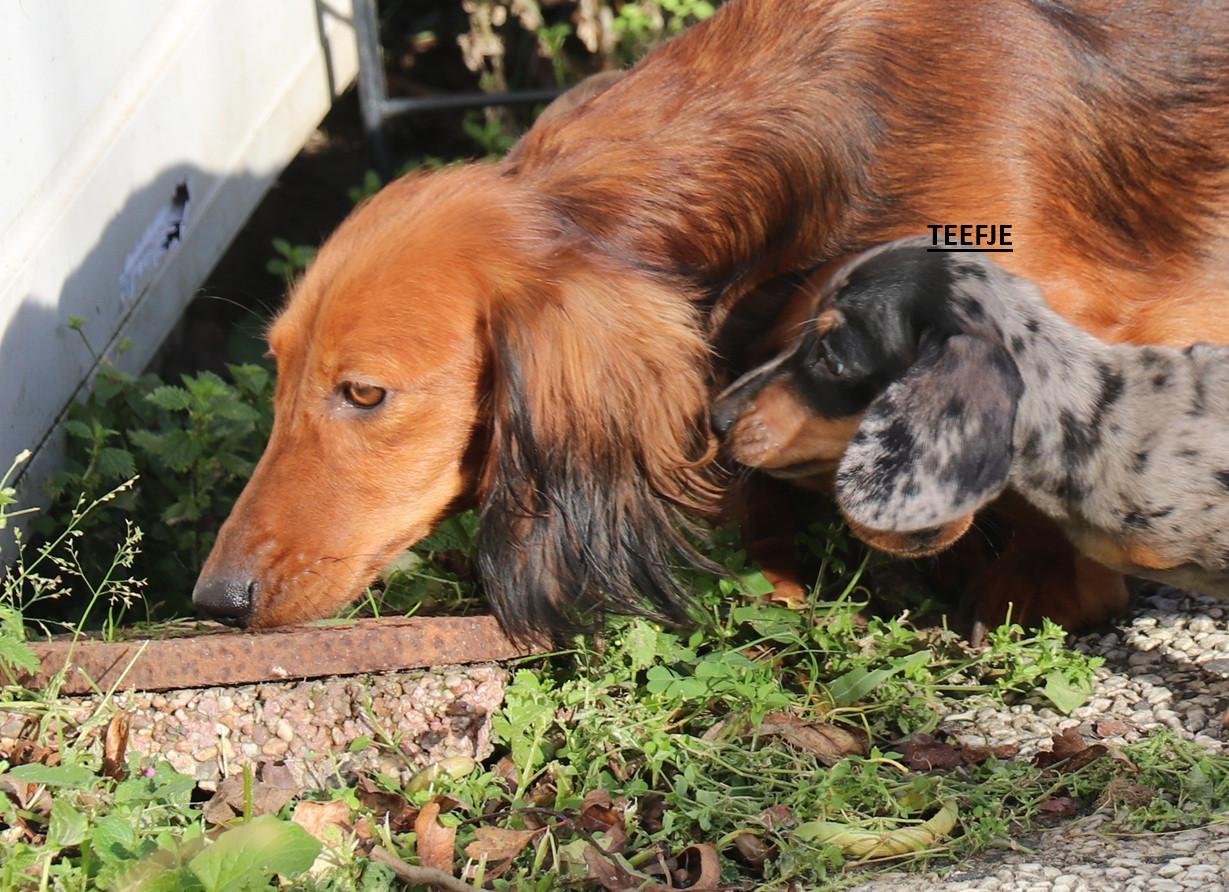 Dwerg teckel pups