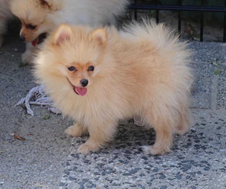 Pomeriaan pups  mogen verhuizen