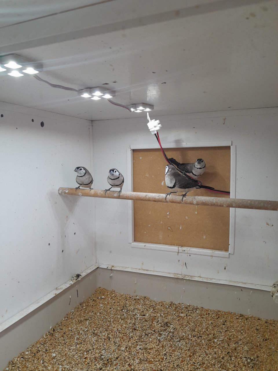 4 prachtige bichenowsastrildes te koop