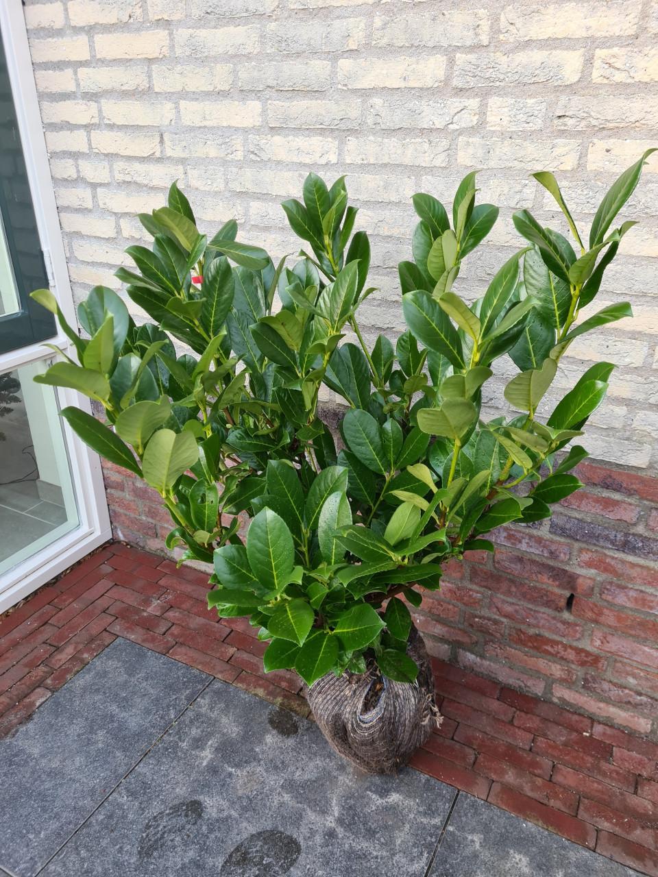 Laurier haag - Prunus Rotundifolia in meerdere hoogtes