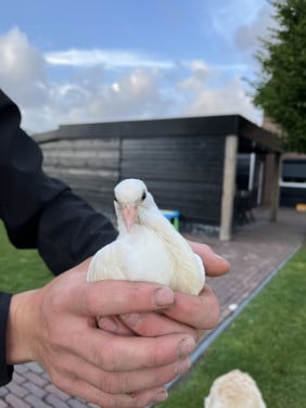 Witte sierduiven