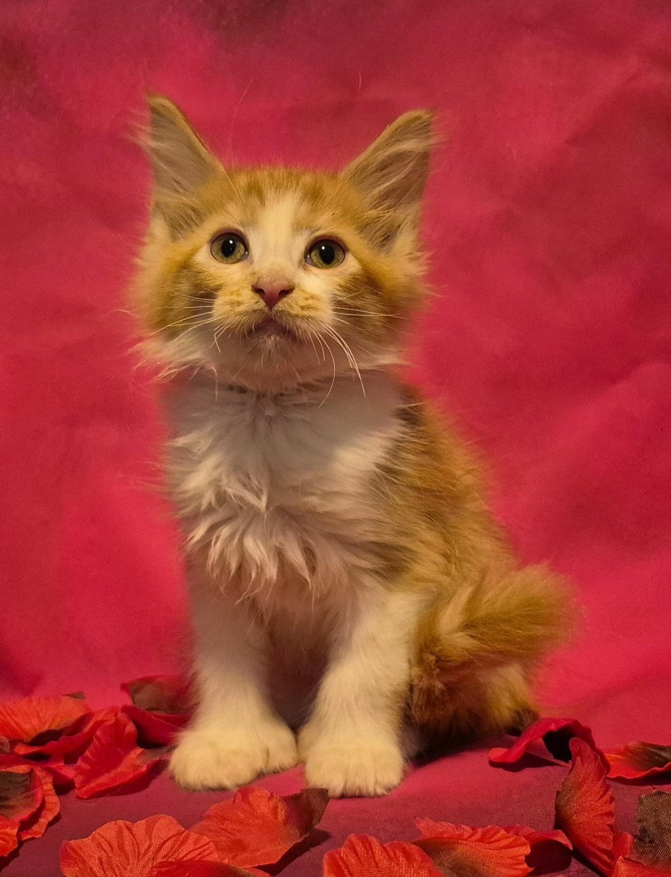 Maine coon kittens (poly en gewoon)NOG 2 BESCHIKBAAR