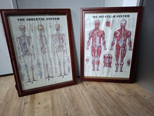Set anatomische posters in lijsten