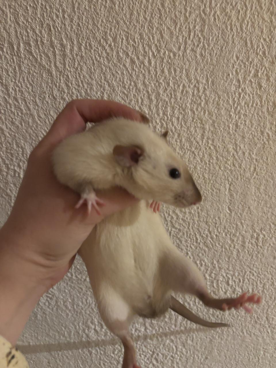 Siamese jongen ratjes te koop