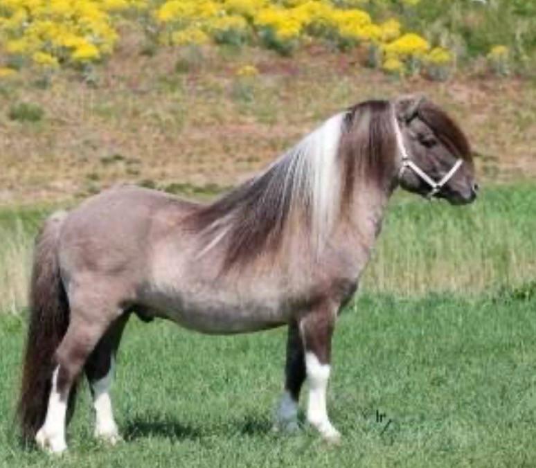 Shetland veulen