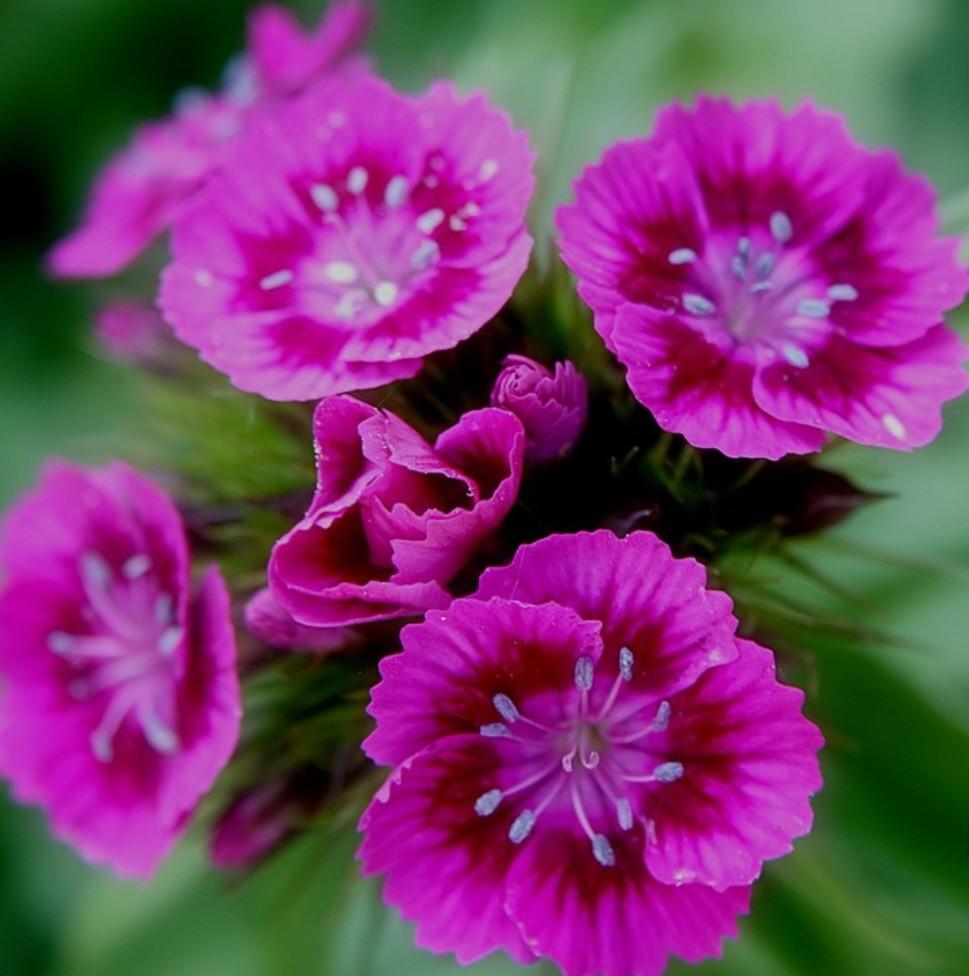 Biologische Duizendschoon Donker Roze Zaden