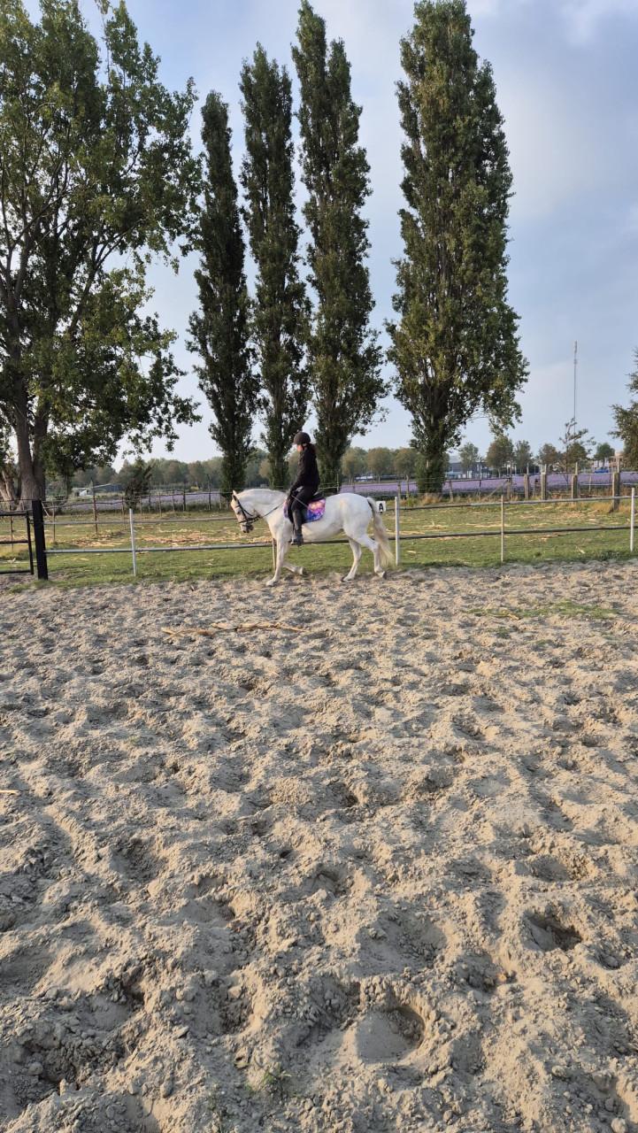 Lieve 12 jarige epony