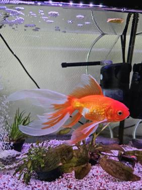 Goed huis gezocht voor onze goudvis