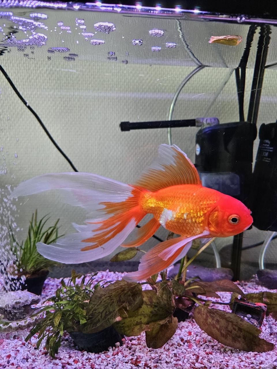 Goed huis gezocht voor onze goudvis