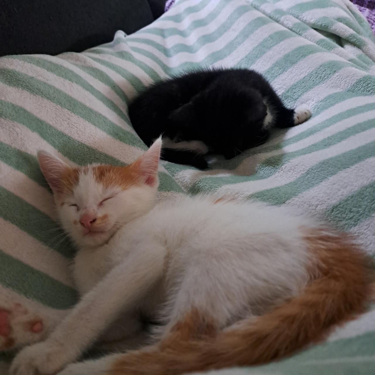 Super lieve kittens
