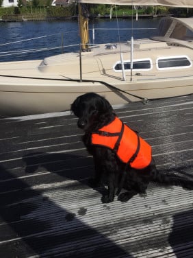 Zwemvest voor honden