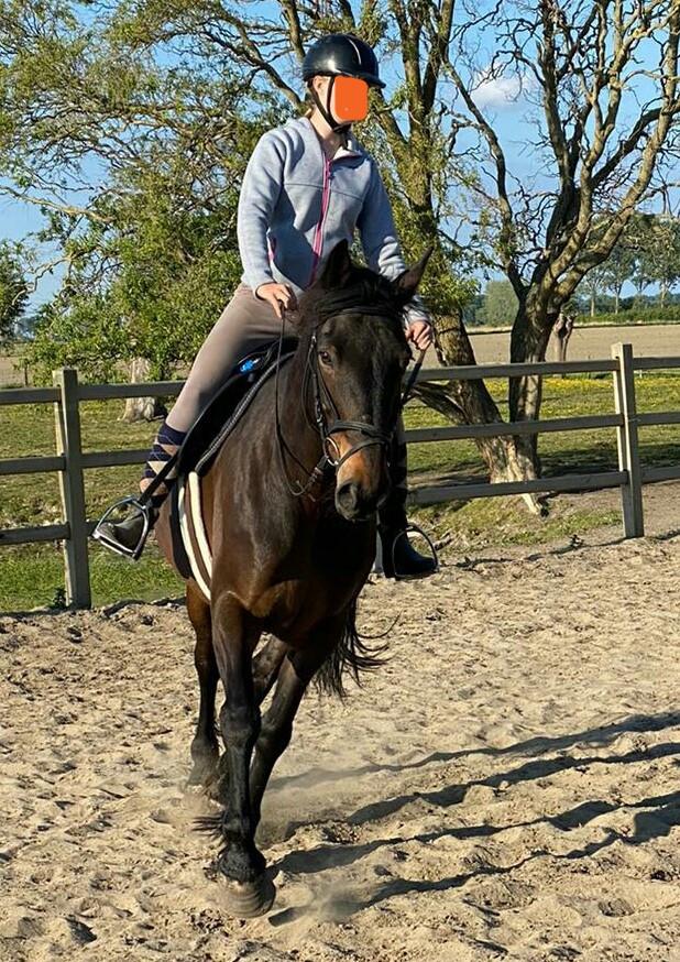Irish Hunter/Irish Sporthorse ruin te koop