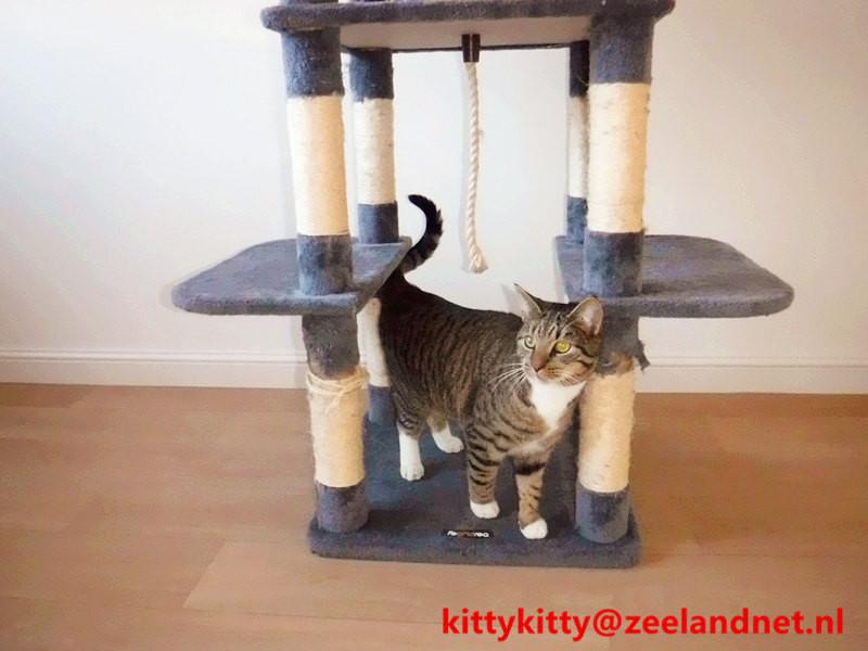 Kattenhotel Kitty Kitty, in Axel