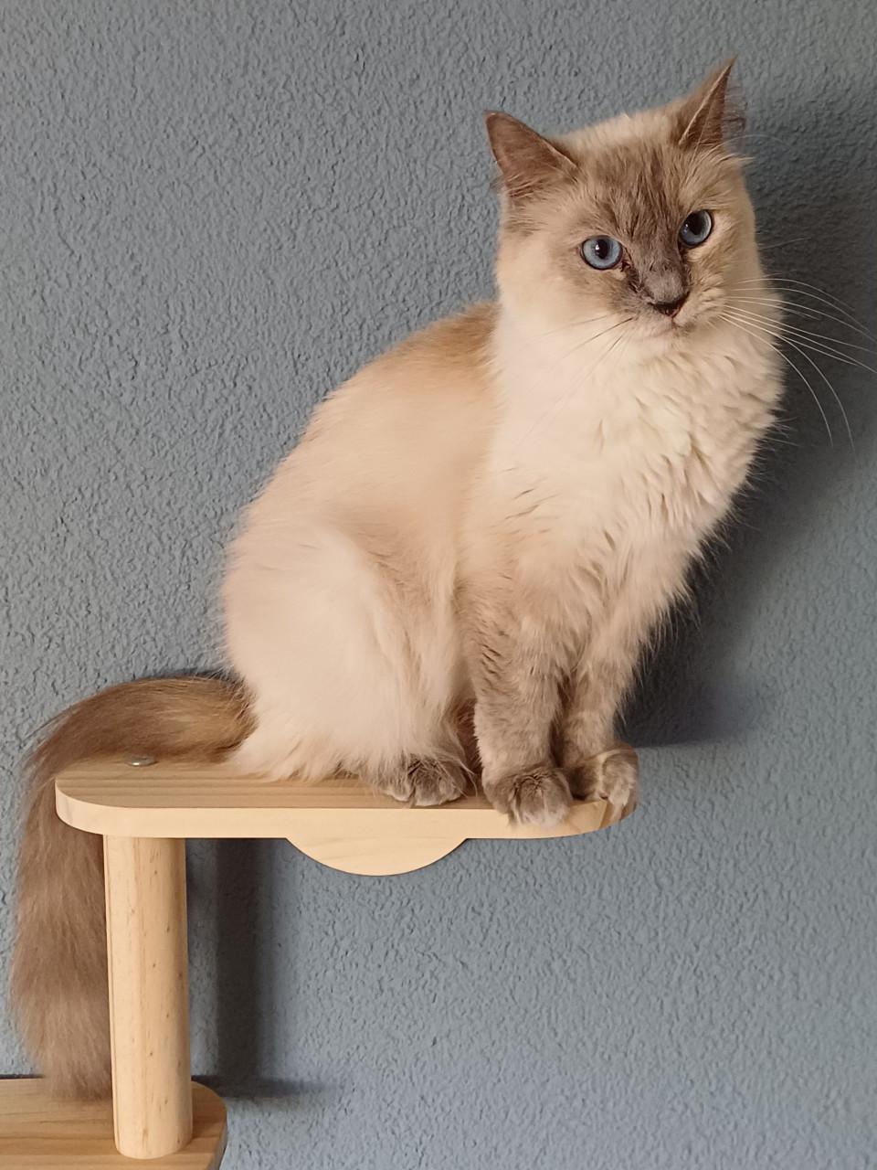 Super leuke Ragdoll kittens met stamboom beschikbaar.