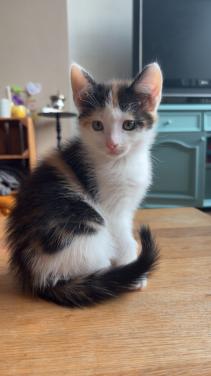 Kruising maine coon poes