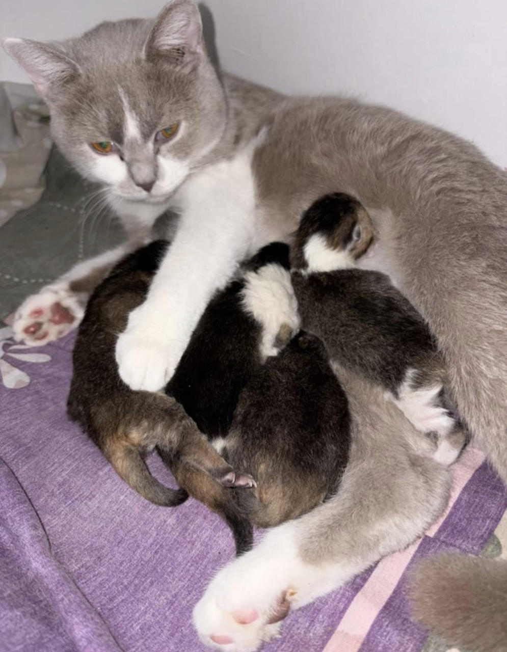 Prachtige britse korthaar kittens