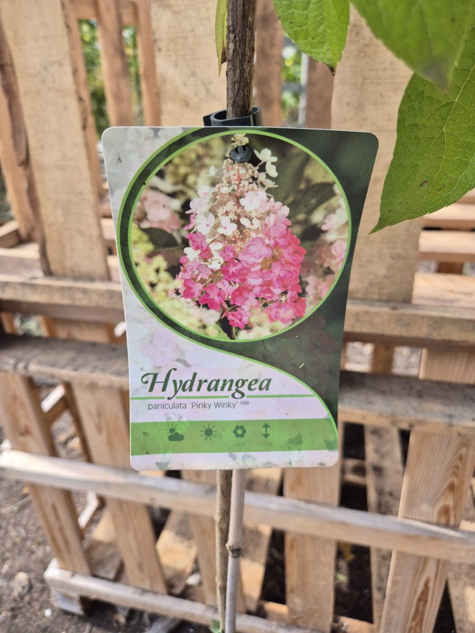 Pinky Winky hortensia - op stam