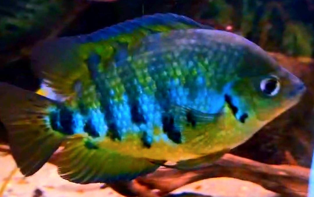 Aquariumvissen rustige cichliden