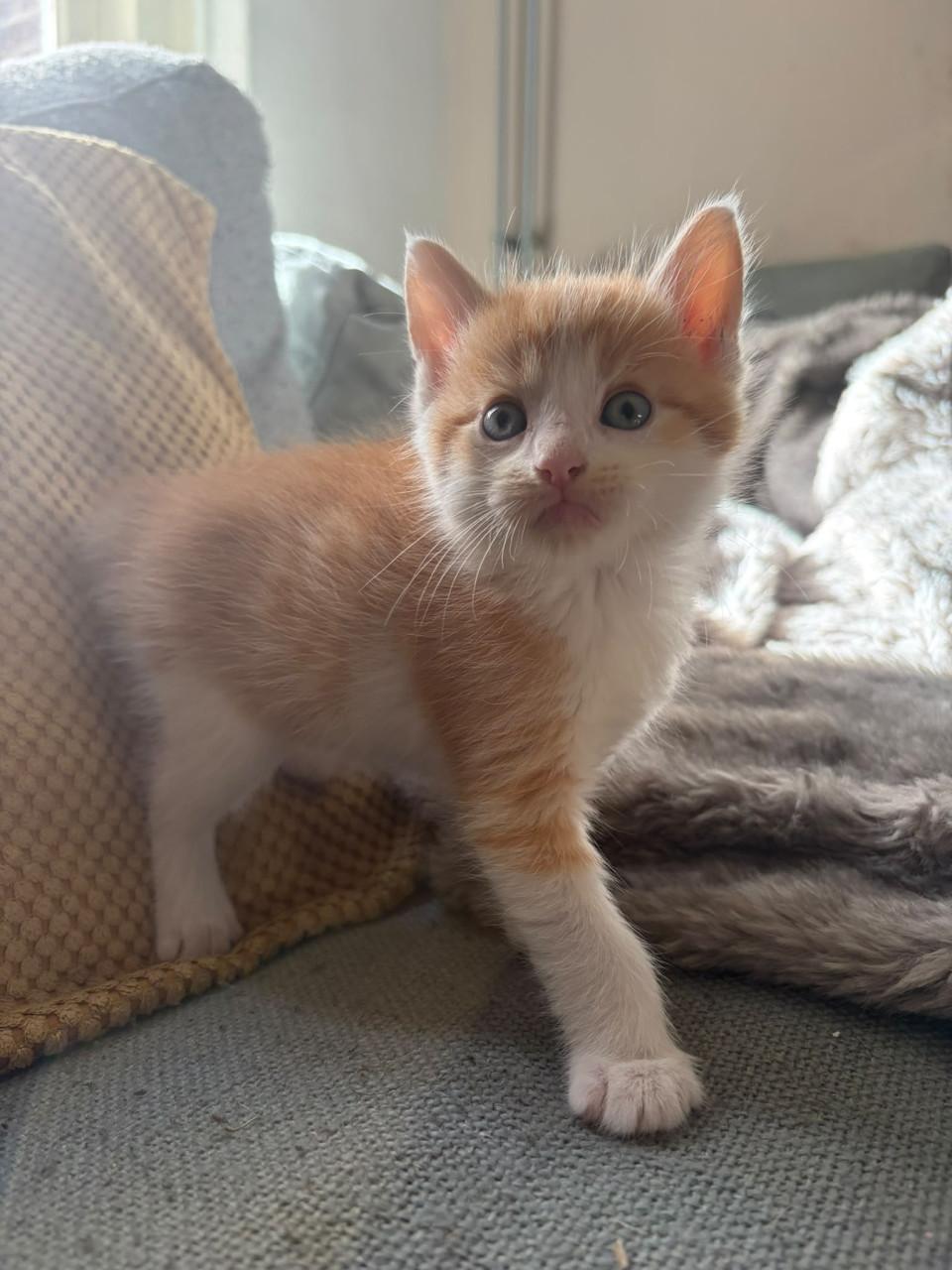 Kittens maine coone kruising