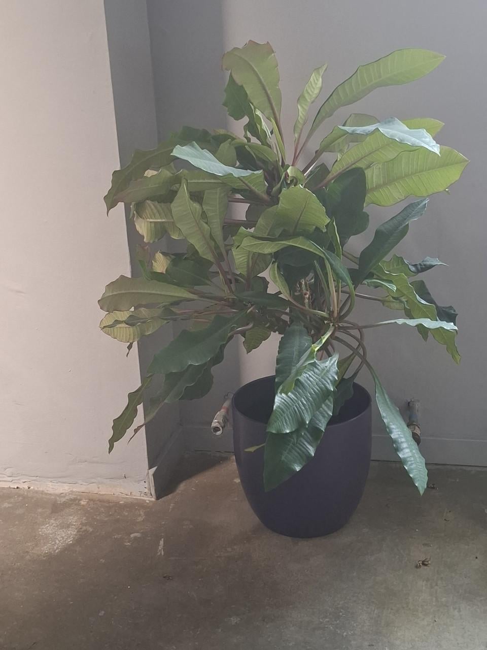 Mooie stekken van deMadagascar Jewel.