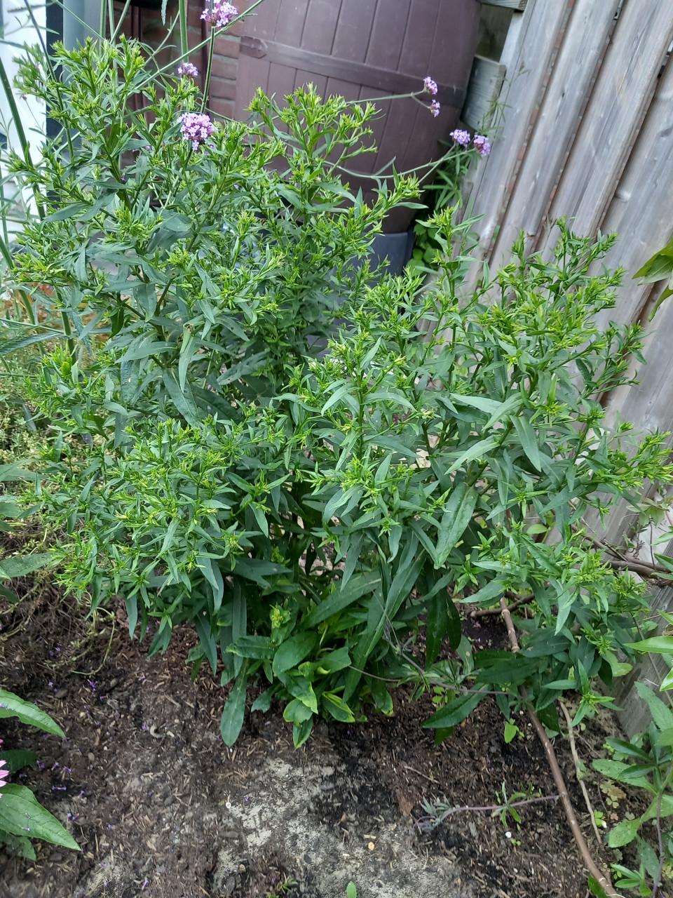 Dragon plant