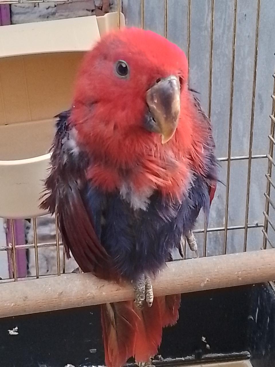 Jonge Edelpapegaai met kooi.