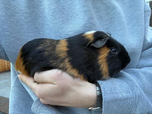 Mannetjes cavia