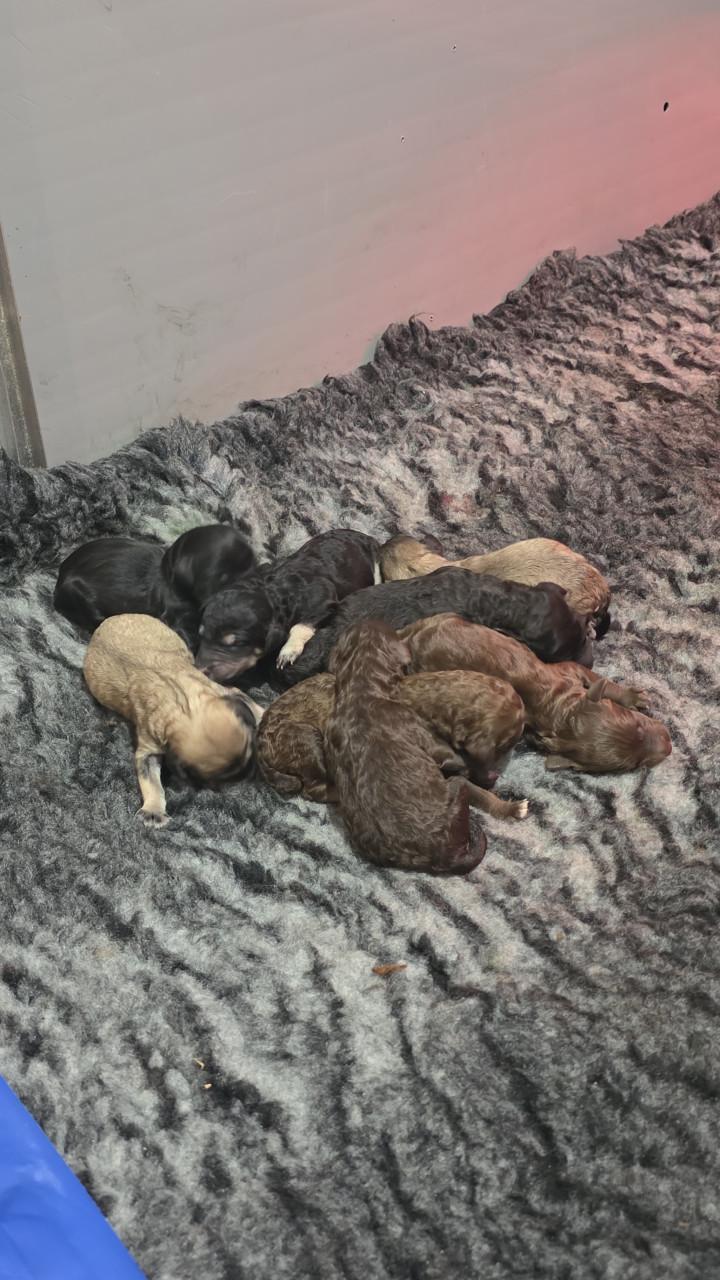 Mooie labradoodles puppies