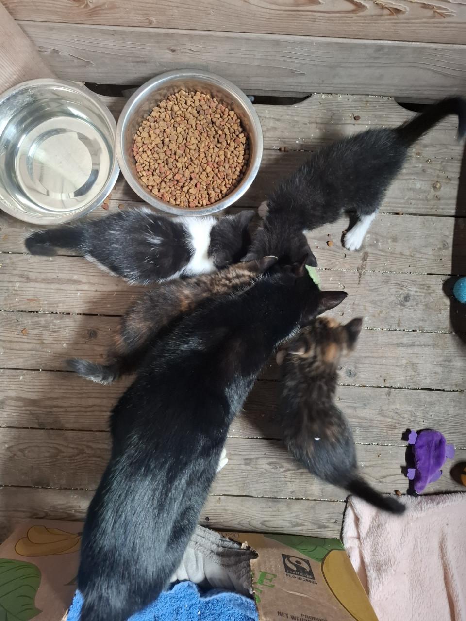 Gereserveerd. Kittens ( nog 1 zwart-witte beschikbaar)