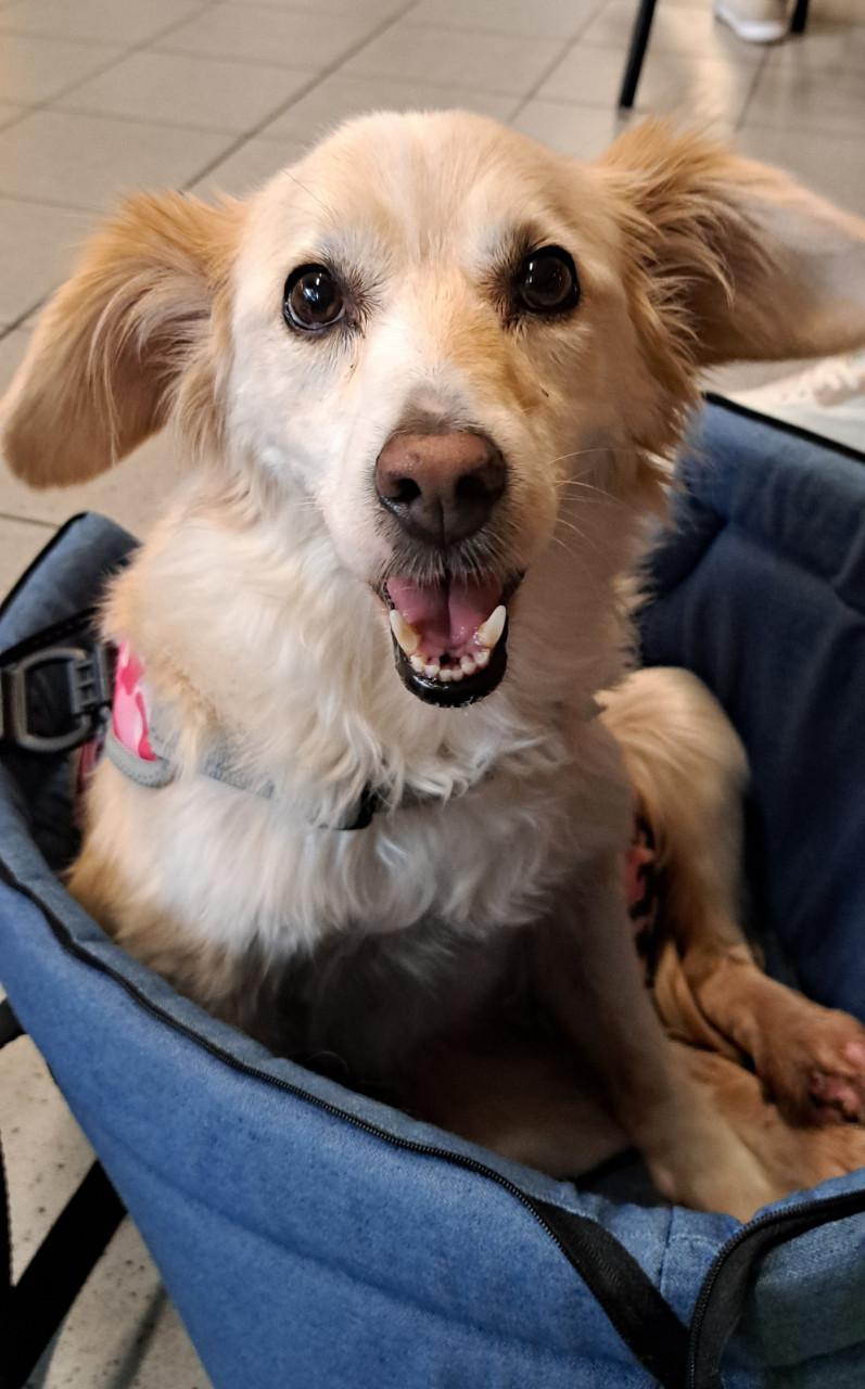 Honden oppas gezocht