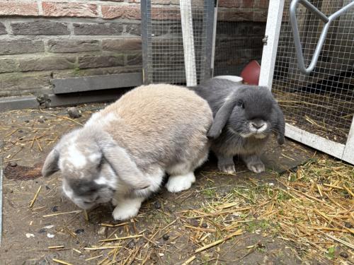 Lief geholpen koppeltje dwergkonijnen incl hok en toebehoren