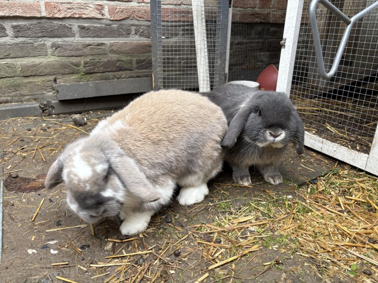 Lief geholpen koppeltje dwergkonijnen incl hok en toebehoren