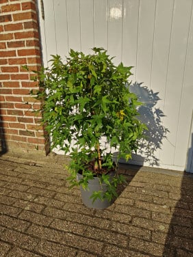 Acer palmatum Ryusen Japanse esdoorn