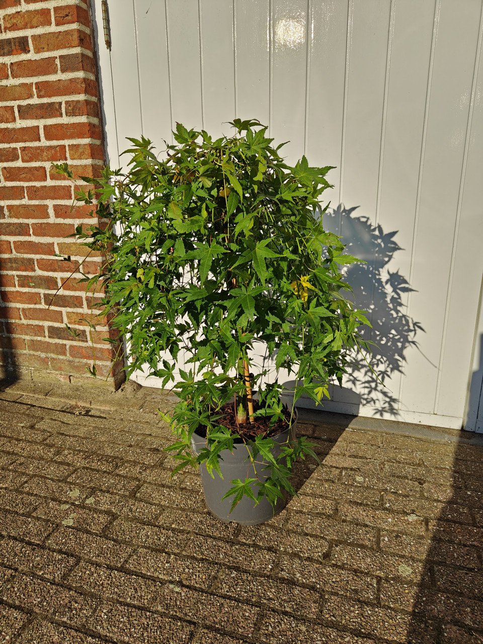 Acer palmatum Ryusen Japanse esdoorn