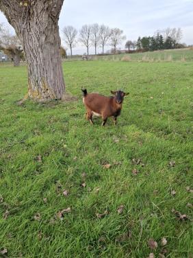 Gratis, 2 lieve  jonge geitjes