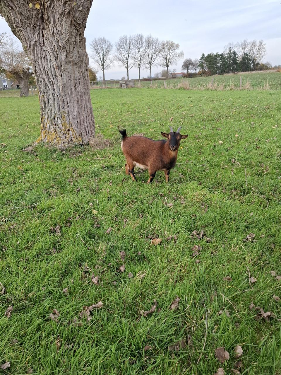 Gratis, 2 lieve  jonge geitjes