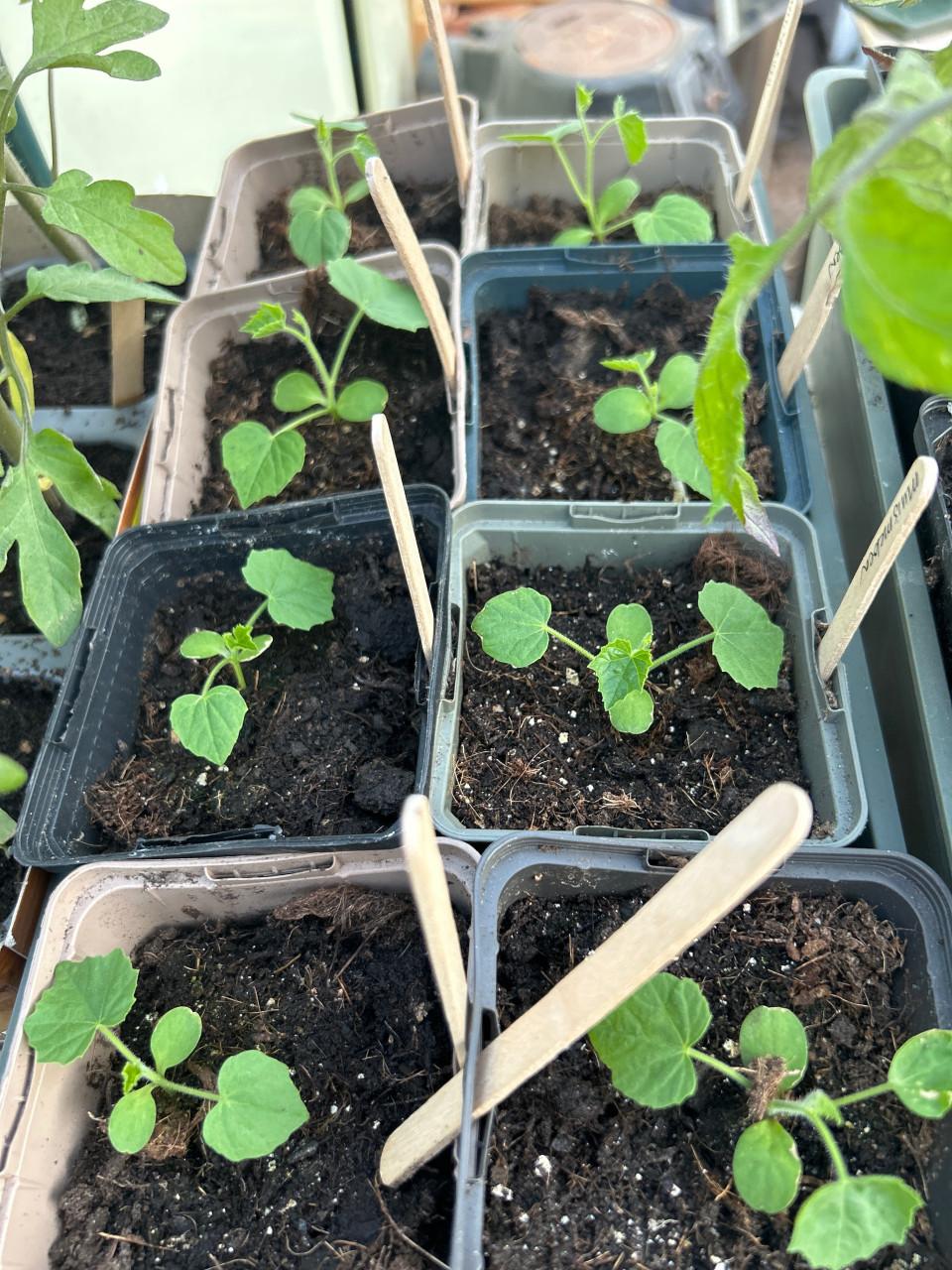 BIOLOGISCHE MOESTUINPLANTEN