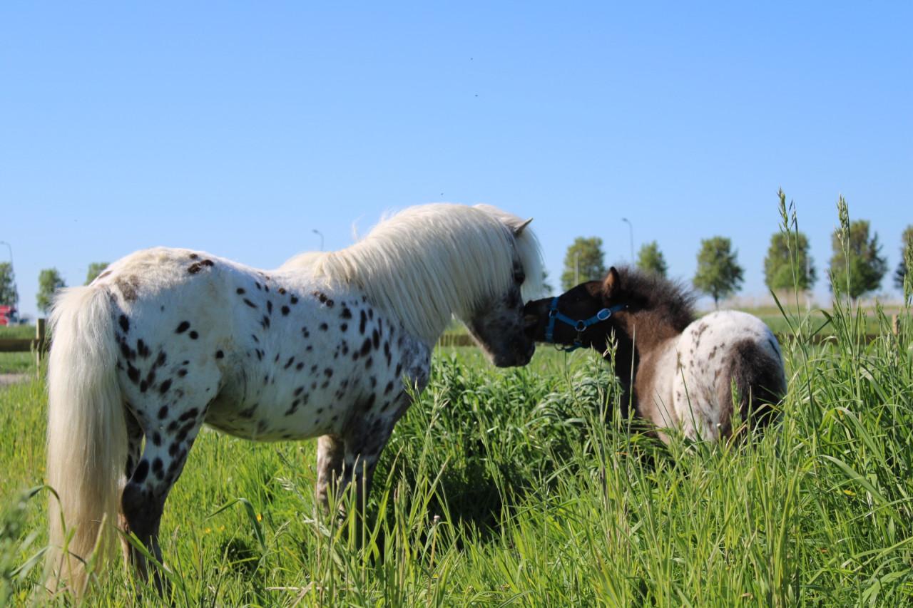 Prachtige appaloosa mini-paardjes