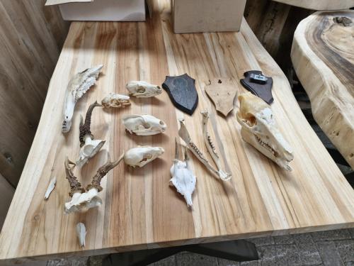 Schedels wild zwijn ree vos enz